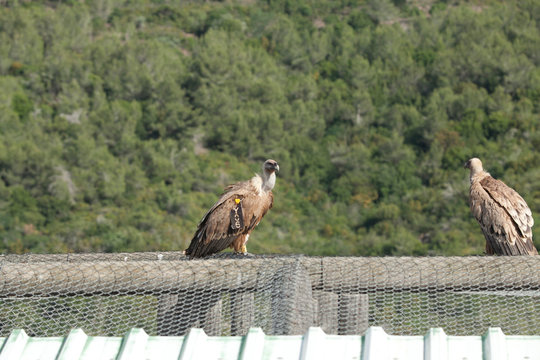 Amazing Eagles of Israel, Eagles of the Holy Land