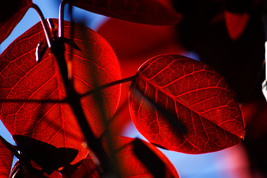 Velvet Veins 
