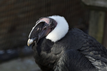 Andean Condor