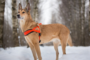 Cute mixed breed dog walking in a park. Mongrel in the snow