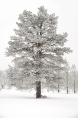 Snowy spruce forest on a white background