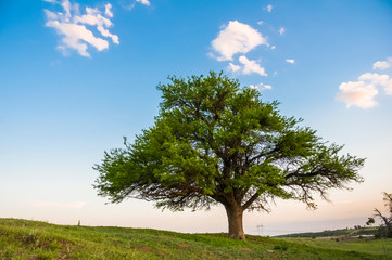 Fototapeta na wymiar Lonely tree in La Pampa, Argentina