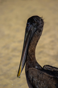 Beach Bird 