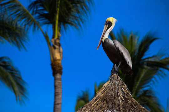 Beachbird Watching
