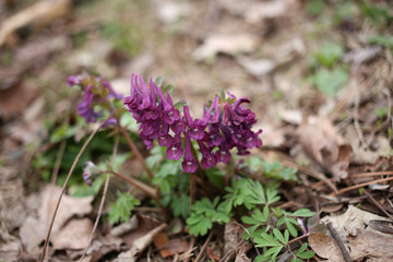 The first flowers that bloom in the park are purple corydalis.