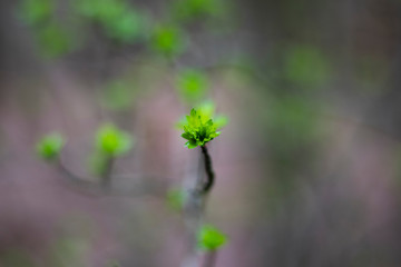 Springtime new leaf growth on tree with shallow depth of field 