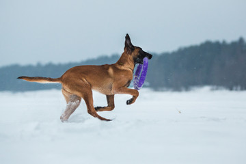 Belgian Shepherd Dog in winter. Snowing background. Winter forest