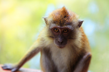 Monkey with yellow eyes and red hair full face on a green background