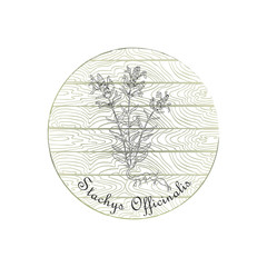 Round Badge with Betony Plant and Wooden Backdrop