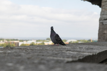 Taube auf der Mauer