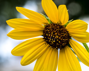 Yellow Sunflower Macro Close-up