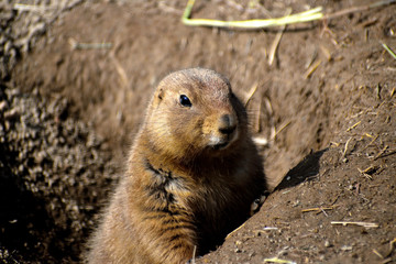  Prairie Dog
