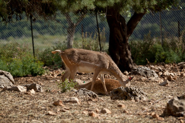 Deer in the Land of Israel