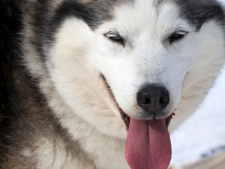 Close up of a dog sitting on snow covered field