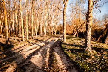  teploye utro vozle lesnoy reki 29/5000 warm morning near the forest river