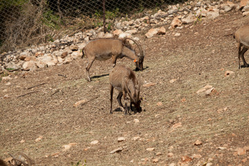 Mountain goats in israel