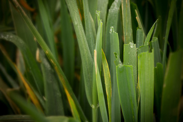 Obraz premium Oat grass with water droplets