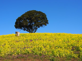 rapeseed on ranch