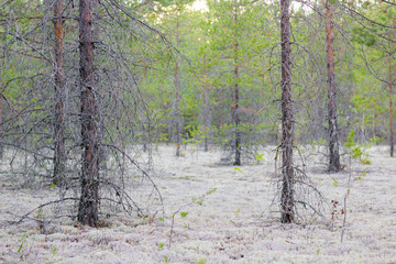 Forest with white moss