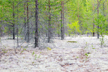 Forest with white moss