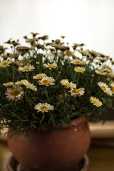 old flower pot with daisies