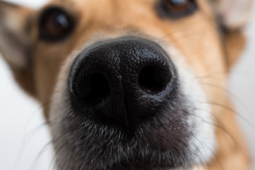 Portrait of mixed breed dog, on white background
