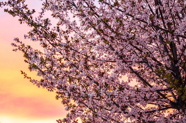 Plum branches in bloom at sunset