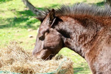 Fototapeta premium Tuscany moments 