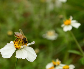 ABEJA POLINIZANDO