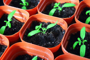 Tomatoes in pots. Seedlings. Close-up. Background.