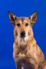 Charismatic red hair dog sitting and looking at camera.