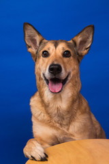 Charismatic red hair dog sitting and looking at camera.