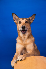 Charismatic red hair dog sitting and looking at camera.