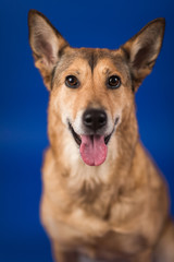 Charismatic red hair dog sitting and looking at camera.