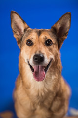 Charismatic red hair dog sitting and looking at camera.