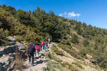 Fototapeta premium A bunch of friends in their 50's practice mountain hiking at spring time