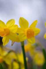 Fototapeta premium Close-up of yellow daffodil flowers in the spring time