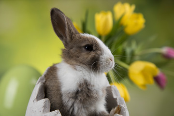 Easter decoration, rabbits,eggs and flowers