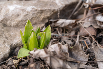 Spring Hyacinth Sprout Through Fall Leaves Along Stone Edge