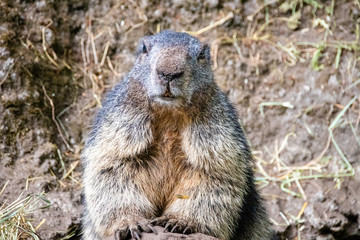 Naklejka na ściany i meble marmot looking into the camera