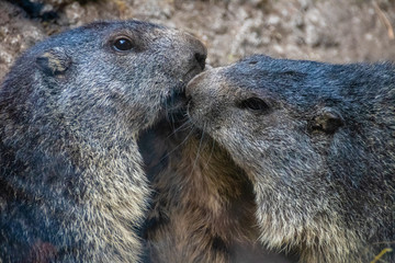two marmots kissing