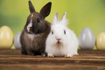 Bunny with Easter eggs on green background
