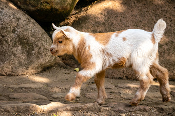 small baby goat having fun outside in the wild