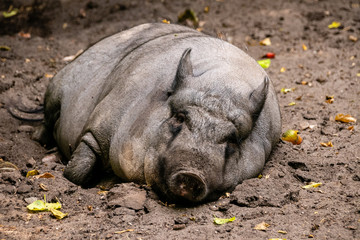 pot bellied pig relaxing in the sun