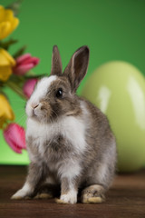 Baby bunny and egg on tulip flowers background