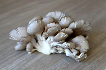 Beautiful oyster mushroom on a wooden table. Selective focus.