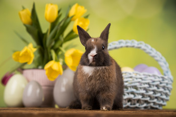 Baby bunny and egg on tulip flowers background