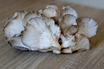 Beautiful oyster mushroom on a wooden table. Selective focus.