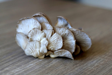 Beautiful oyster mushroom on a wooden table. Selective focus.