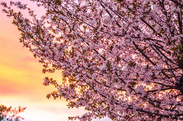 Plum branches in bloom at sunset